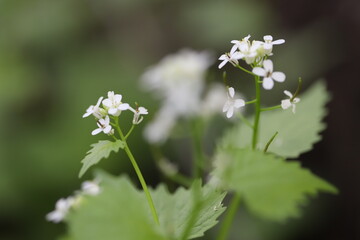 forget me not flowers