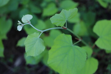 leaves on a tree