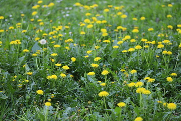 field of dandelions