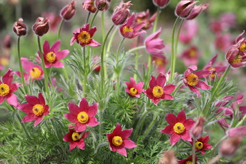 Obraz na płótnie Canvas Pasque flower, beautiful spring flowers, Pulsatilla vulgaris.