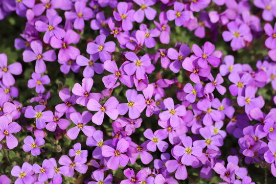 Purple Aubrieta flowers or Aubretia cascade, deltoidea.
