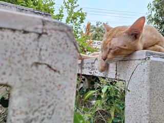 A ginger cat with closed eyes is lounging comfortably on a textured stone surface, surrounded by...