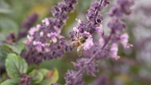 European Insect Wildlife: Bee - Super Slow Motion 4K 120fps