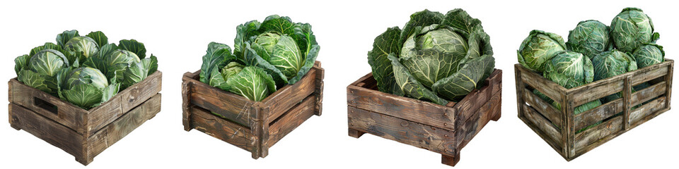 Wooden Box Full Of cabbage Hyperrealistic Highly Detailed Isolated On Transparent Background Png - obrazy, fototapety, plakaty