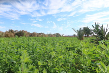Fototapeta na wymiar Green Clover fields under the blue sky in Bahariya Oasis in Egypt