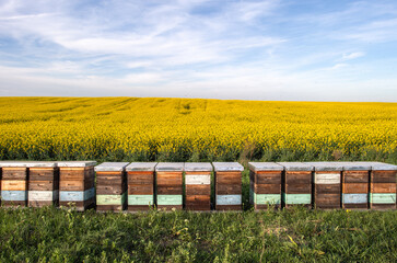 Wooden apiary crates in sunset - 780631369