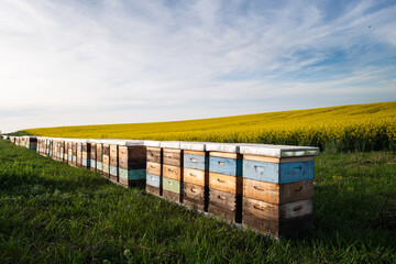 Wooden apiary crates in sunset - 780631522