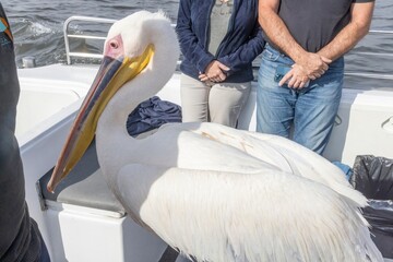 Picture of a large pelican sitting on a boat with people near Walvis Bay in Namibia