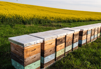 Wooden apiary crates in sunset - 780631796