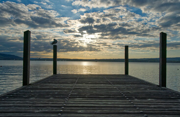 Pier at sunset and a seagull