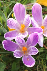 A group of white and purple crocuses - 780634356