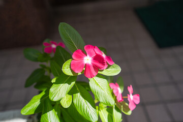 玄関前で夏の日差しを受けて咲く赤いニチニチソウ