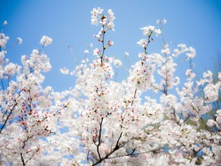 spring blossom