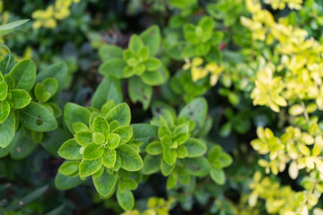 夏の日差しを浴びるレモンタイム