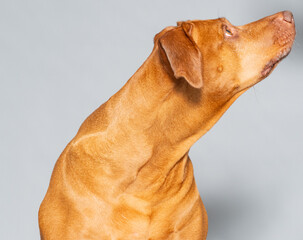 Studioaufnahme von einem Rhodesian Ridgeback, es ist eine anerkannte Hunderasse aus Südafrika - 780635533
