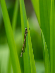 Newly Emerged Large Red Damselfly on Flag Iris