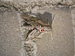 Agrius convolvuli moth, sitting Agrius convolvuli on gray cobblestones