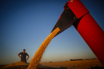 A farmer, defocused in the background, checks the loading of soybeans onto a grain trailer.