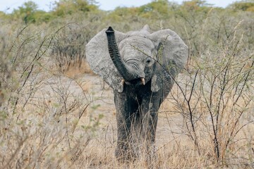 elefant in namibia