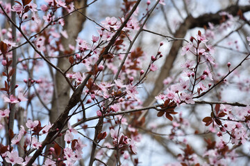 Spring flowers, park in Arandjelovac Serbia - 780639938