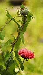 Papavero rosa su sfondo verde
