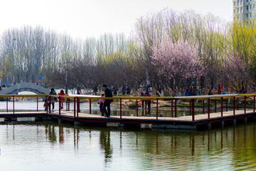 Tangshan City, Hebei Province, China: March 31, 2024- During the spring holiday, people go for a spring outing in a city park with blooming flowers