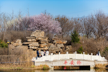 Tangshan City, Hebei Province, China: March 31, 2024- During the spring holiday, people go for a spring outing in a city park with blooming flowers