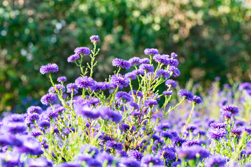 Fototapeta premium The Dutch chrysanthemums in urban parks attract the bean long billed moth to gather honey