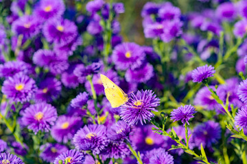 The Dutch chrysanthemums in urban parks attract the bean long billed moth to gather honey