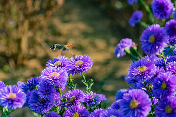 The Dutch chrysanthemums in urban parks attract the bean long billed moth to gather honey