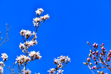 Magnolia in full bloom in the park