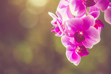 Fototapeta na wymiar Purple Orchid branch on green natural background