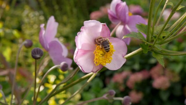 European Insect Wildlife: Bee - Super Slow Motion 4K 120fps