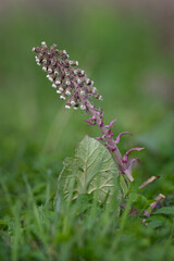 Flowering wort herb outdoors in nature.