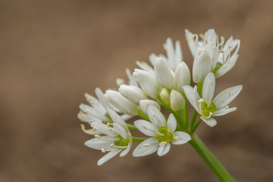 Inflorescence of wood garlic (Allium ursinum). Space for your text.