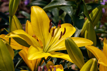A close up of yellow liliy of the 'Gironde' variety (Asiatic hybrid lily) in the garden,