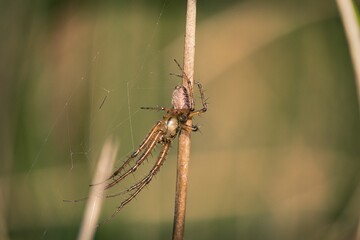 Spider on a plant in the moorlands - obrazy, fototapety, plakaty
