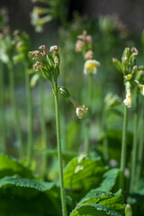 Bloomed flowers on spring primroses.