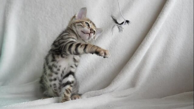 a kitten playing with a toy