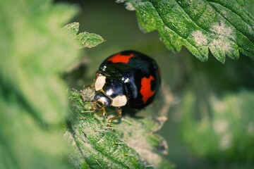 Harlequin ladybird