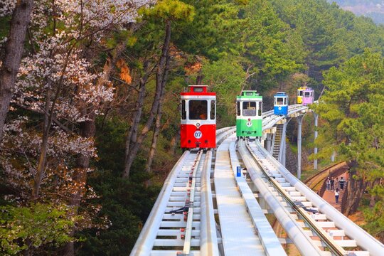 Fototapeta Capsule train and cherry blossoms in Busan