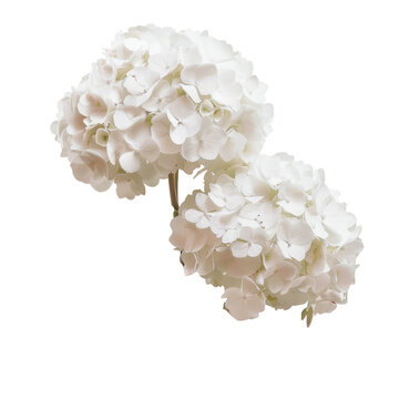 Fototapeta Two white flowers contrast against a transparent background