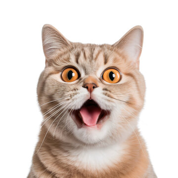 Funny orange shorthair cat face close up, isolated on transparent background