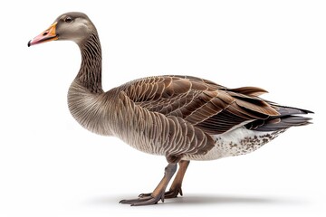 A single, detailed goose stands out on a pure white background, ideal for informational use or graphic design