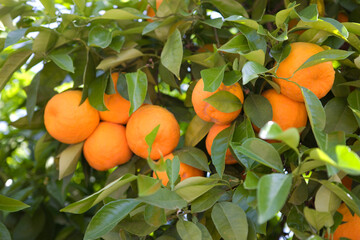 Morocco tangerines on a branch
