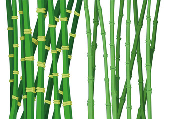 bamboo tree on white background

