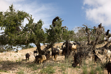Moroccan goats on an argan tree on a sunny spring day