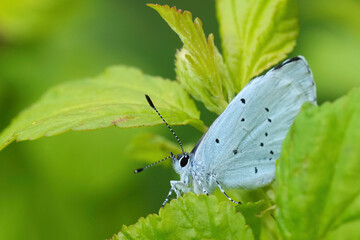 Closeup on a small Holly blue butterfly, Celastrina argiolus, hiding between green leafs of a shrub