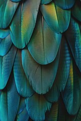 Feathers of a colorful parrot close up on the back of a tree in natural light concept