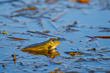 a frog sitting on the surface of a lake.